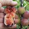Lg. Dwarf Fig Tree (ficus carica)