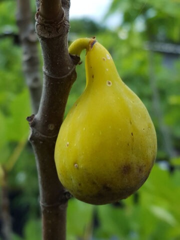 Alternative view of Lg. Desert King Fig Tree (ficus carica)