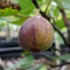 Lg. Mega Celeste Fig Tree (ficus carica)