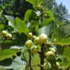 Lg. Panachee Tiger Fig Tree (ficus carica)