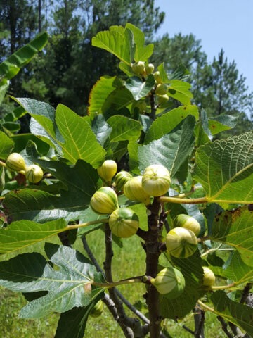 Alternative view of Lg. Panachee Tiger Fig Tree From Seed (ficus carica)
