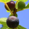 Lg. Texas Blue Giant Fig Tree (ficus carica)