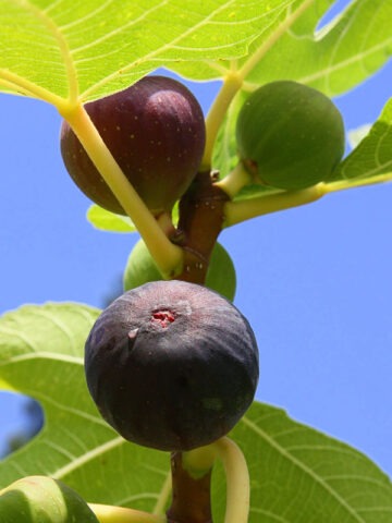 Lg. Texas Blue Giant Fig Tree (ficus carica)