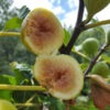 Lg. Tres Num Prato, Tres Ao Prato Fig Tree (ficus carica)