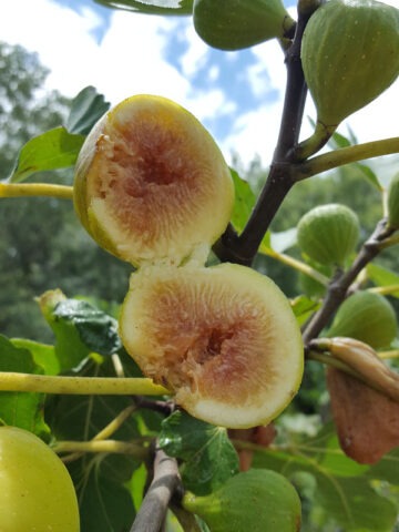Lg. Tres Num Prato, Tres Ao Prato Fig Tree (ficus carica)