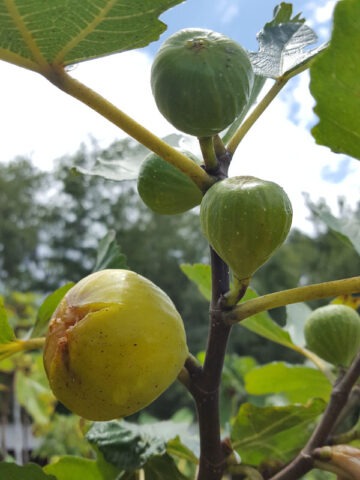 Alternative view of Lg. Tres Num Prato, Tres Ao Prato Fig Tree (ficus carica)