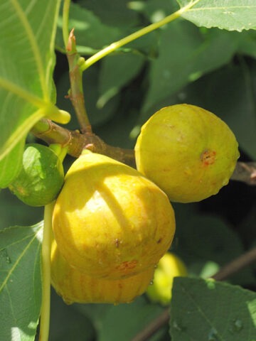 Lg. Very Popular, Sweet Yellow Long Neck Fig Tree (ficus carica)