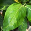 Lg. Large Leaf Lime Variegated Jungle Ficus Tree (ficus fistulosa)