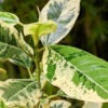 Lg. Variegated Rusty Bottom Fig (ficus rubiginosa variegata)