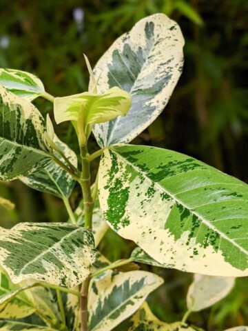 Lg. Variegated Rusty Bottom Fig (ficus rubiginosa variegata)
