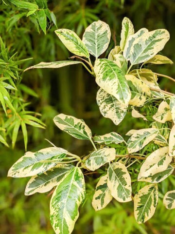 Alternative view of Lg. Variegated Rusty Bottom Fig (ficus rubiginosa variegata)