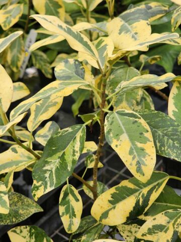 Lg. Variegated Rusty Bottom Fig (ficus rubiginosa variegata) - Image 3