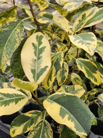 Alternative view of Lg. Variegated Rusty Bottom Fig (ficus rubiginosa variegata)
