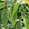 Ficus Sagittata Bronze Plant (rare ficus vine)