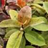 Lg. Ficus Shivereana (ficus sp.)