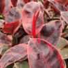 Lg. Red Passion Ficus Elastica Ruby (ficus sp.)