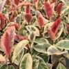 Lg. Ficus Elastica Tineke (ficus sp.)