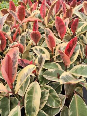 Lg. Ficus Elastica Tineke (ficus sp.)