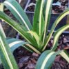 Lg. Sun Glow Paper Leaf Agave (furcraea foetida)
