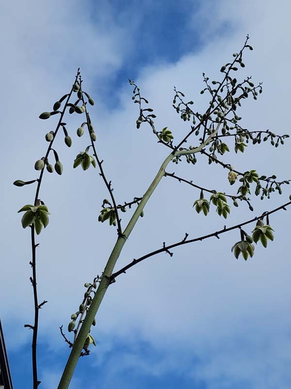 Lg. Jade Paper Leaf Agave (furcraea foetida) - Image 4