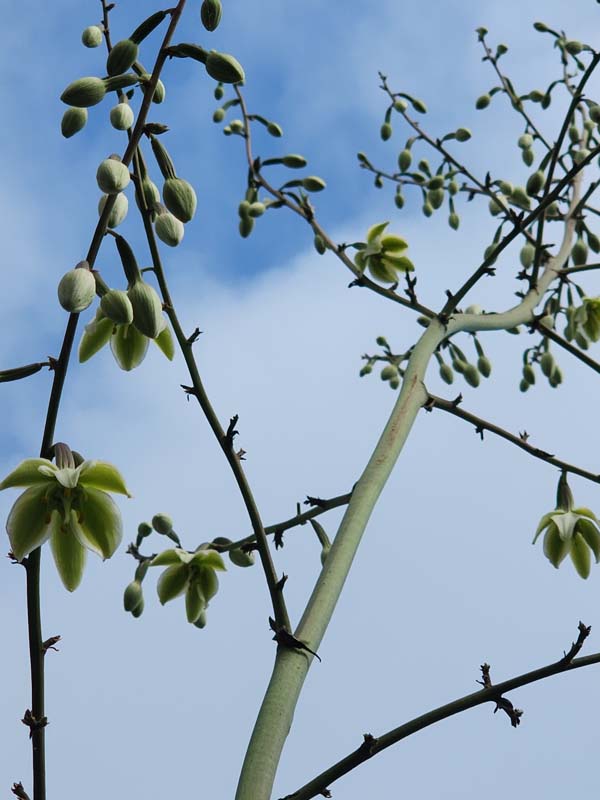 Lg. Jade Paper Leaf Agave (furcraea foetida) - Image 3