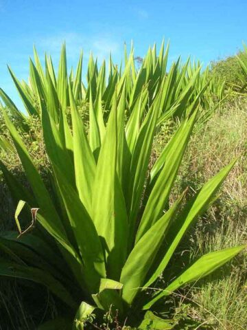 Lg. Jade Paper Leaf Agave (furcraea foetida)