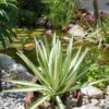 Lg. Variegated Paper Leaf Agave (furcraea mediopicta watsonia)