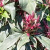 Lg. Alba Variegata Caricature Plant (graptophyllum pictum)