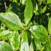 Lg. Eldorado Caricature Plant (graptophyllum pictum)