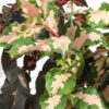 Lg. Tri-Color Caricature Plant (graptophyllum pictum)