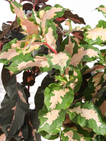 Lg. Tri-Color Caricature Plant (graptophyllum pictum)