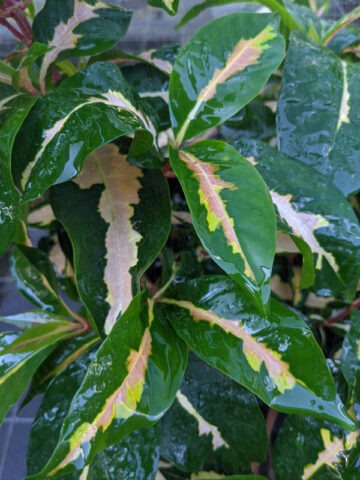 Alternative view of Lg. Tri-Color Caricature Plant (graptophyllum pictum)