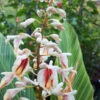 Lg. Pin Stripe Ginger Plant (alpinia formosana)