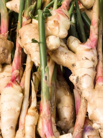 Lg. Galangal Asian Cooking Ginger Plant (alpinia galanga)