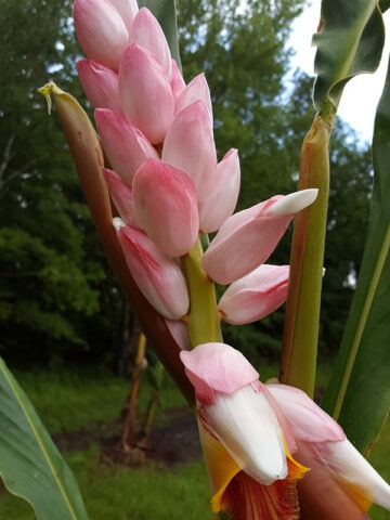 Alternative view of Lg. Giant Pink Shell Ginger Plant (alpinia malaccensis)