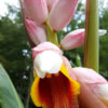 Lg. Giant Pink Shell Ginger Plant (alpinia malaccensis)