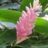 Lg. Cold Hardy Pink Perfection Ginger Plant (alpinia hainanensis)