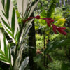 Lg. RARE Hawaiian Vittata Ginger (alpinia vittata)