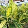 Lg. Variegated Shell Ginger Plant (alpinia z. variegata)