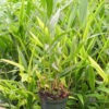 Lg. Ammonium Cardamom Ginger Plant (ammonium)