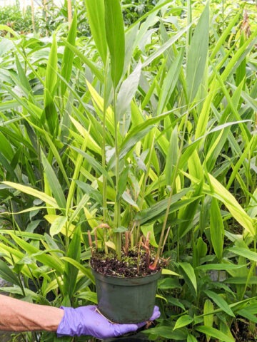 Lg. Ammonium Cardamom Ginger Plant (ammonium)