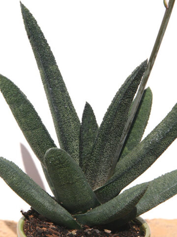 Alternative view of Top Seller Rigid Gasteria Batesiana Plant (aloe-like)