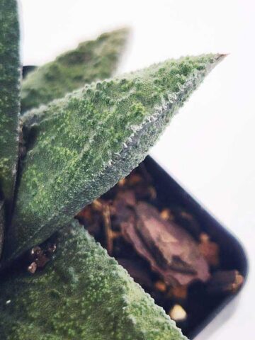 Top Seller Rigid Gasteria Batesiana Plant (aloe-like) - Image 5