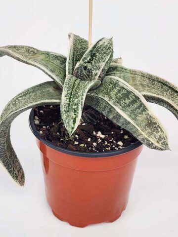 Alternative view of Lg. Stunning Batesiana White Variegated Plant (aloe-like)