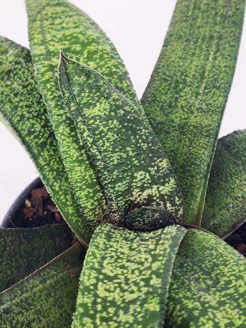 Lg. New Release Kens Nile Green Neon Gasteria Plant (aloe-like) - Image 4