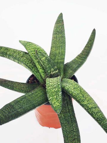 Lg. New Release Kens Nile Green Neon Gasteria Plant (aloe-like) - Image 3