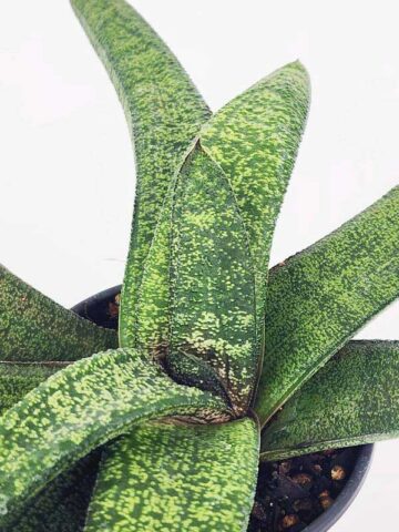 Alternative view of Lg. New Release Kens Nile Green Neon Gasteria Plant (aloe-like)