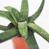 Lg. New Release Kens Nile Green Neon Gasteria Plant (aloe-like)