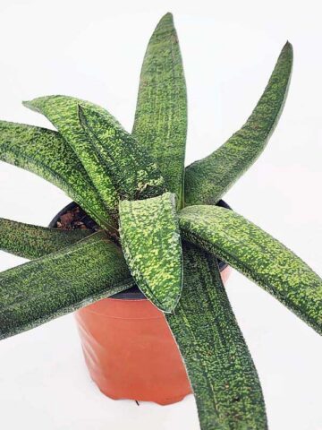 Lg. New Release Kens Nile Green Neon Gasteria Plant (aloe-like)