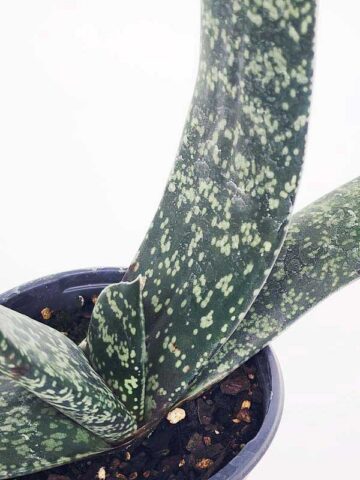 Alternative view of Lg. Attractive Brachyphylla Gasteria Plant (aloe-like)